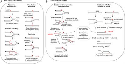 The Safe Path at the Fork: Ensuring Replication-Associated DNA Double-Strand Breaks are Repaired by Homologous Recombination